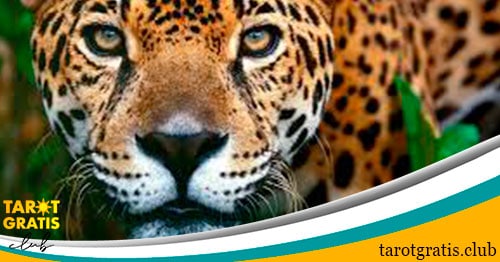 signo del jaguar en el horóscopo maya - tarot gratis club